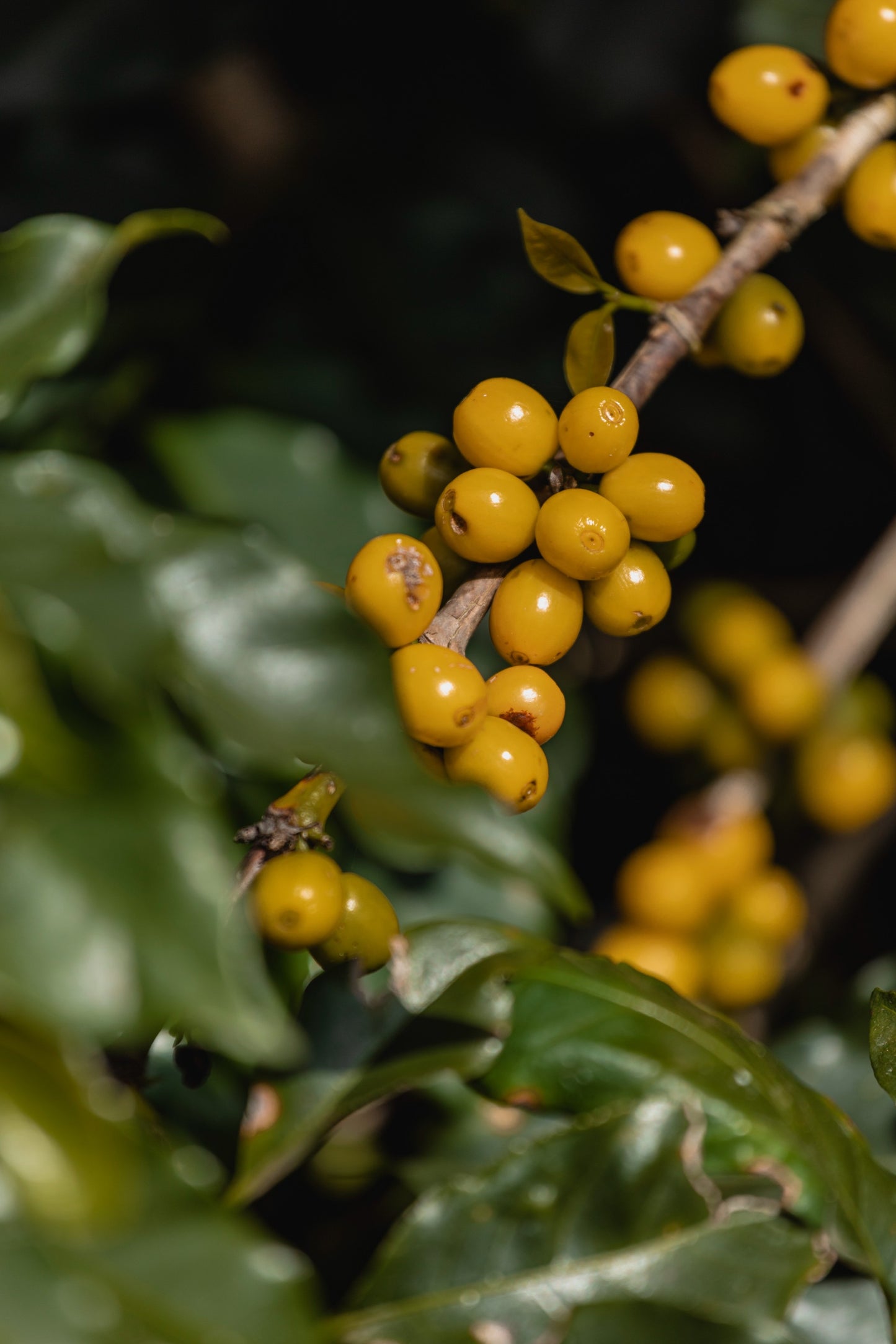 Icatu | Beneficio Pedra Branca