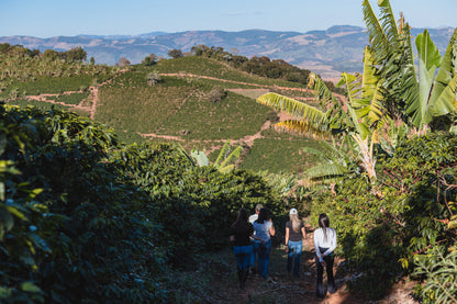 Red Catuai | Sitio Balaio # Fernandes Family