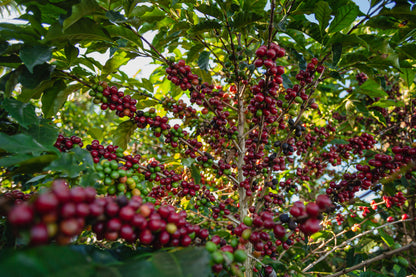 Red Catuai | Sitio Balaio # Fernandes Family