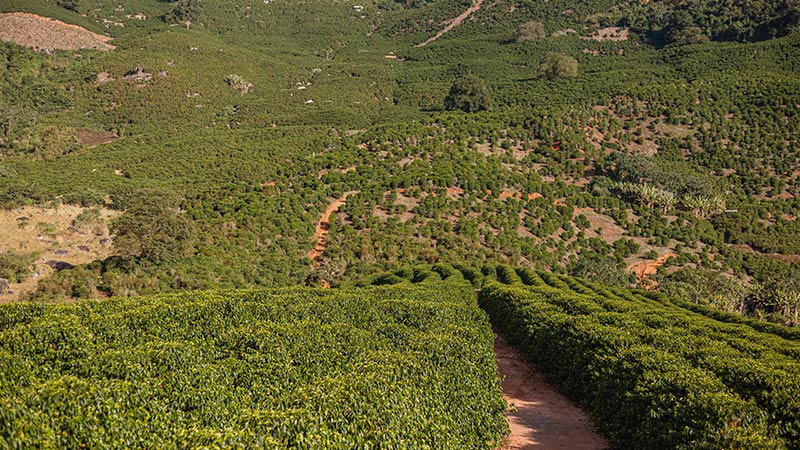 Yellow Bourbon | Fazenda IP # Luiz Paulo Dias Pereira