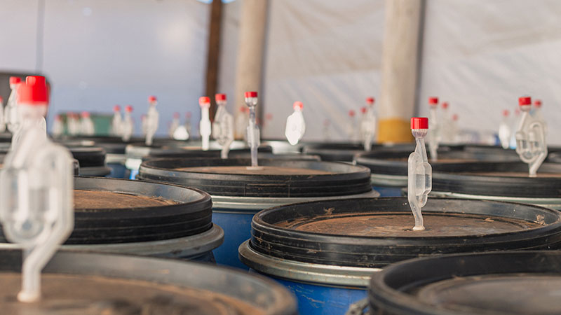 Yellow Bourbon | Fazenda IP # Luiz Paulo Dias Pereira