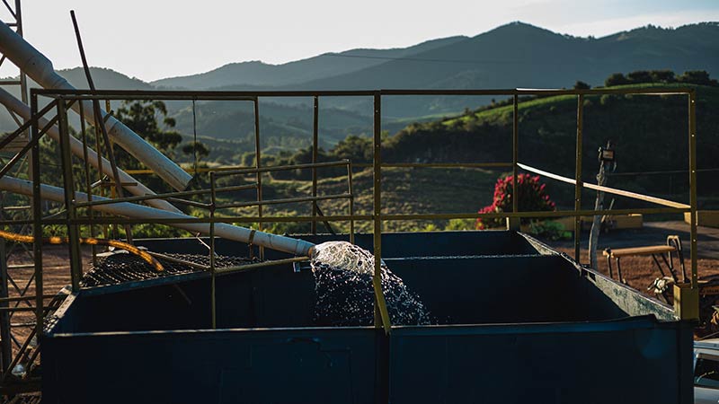 Yellow Bourbon | Fazenda IP # Luiz Paulo Dias Pereira